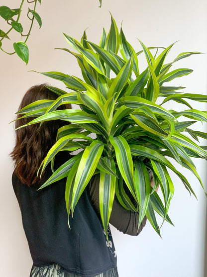 Dragan (Dracaena) - Alma Plantes