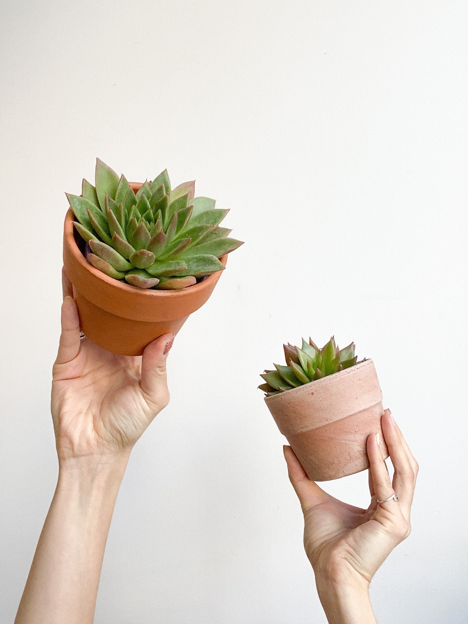 Echeveria (Succulente) - Alma Plantes