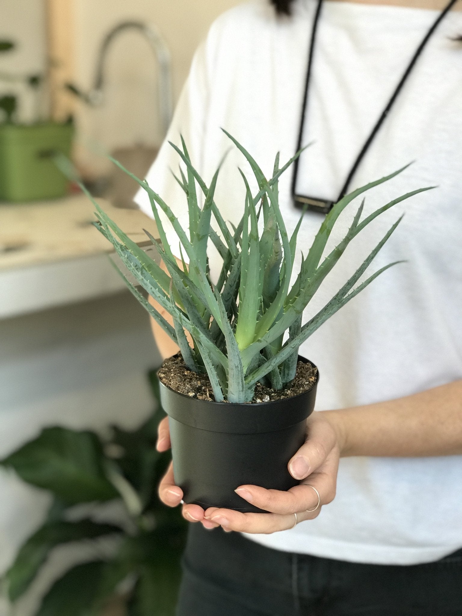 Elen (Aloe) - Alma Plantes