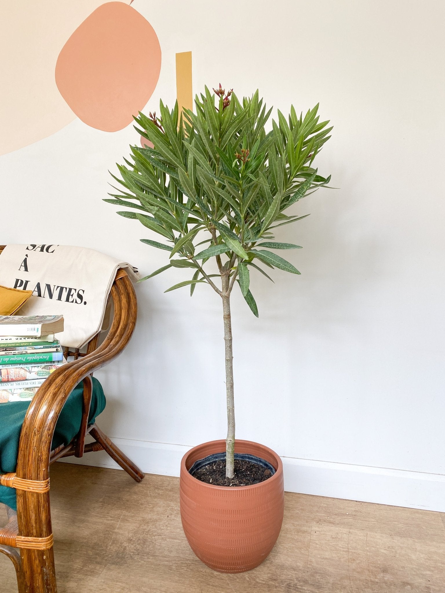 Éléonore (Laurier) - Alma Plantes