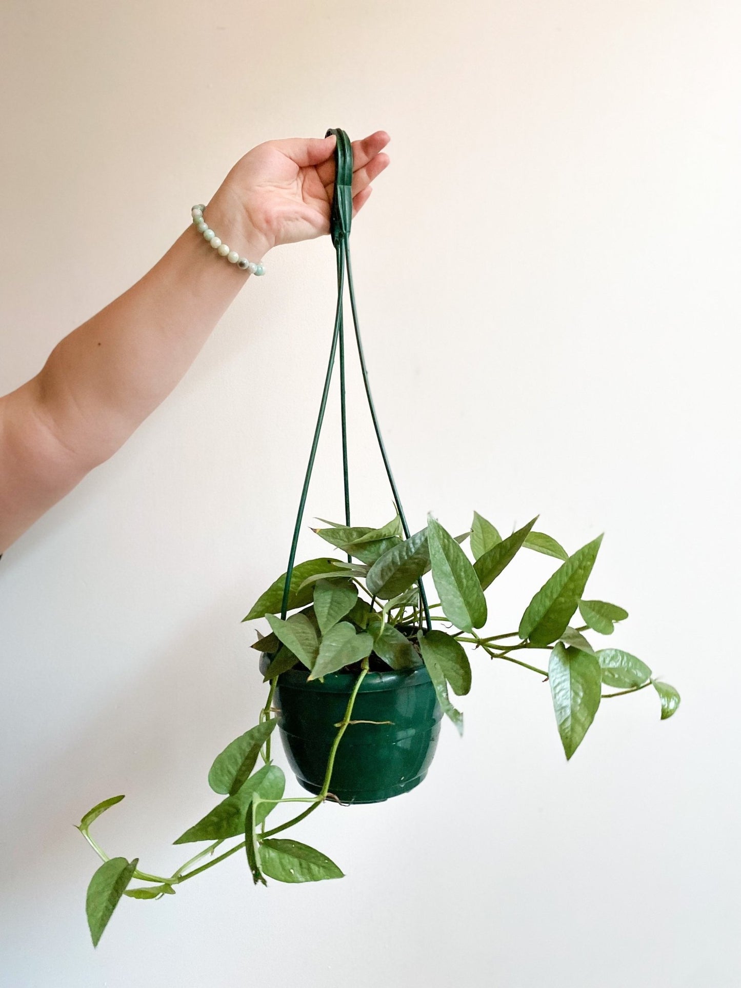 Elvis (Pothos) - Alma Plantes