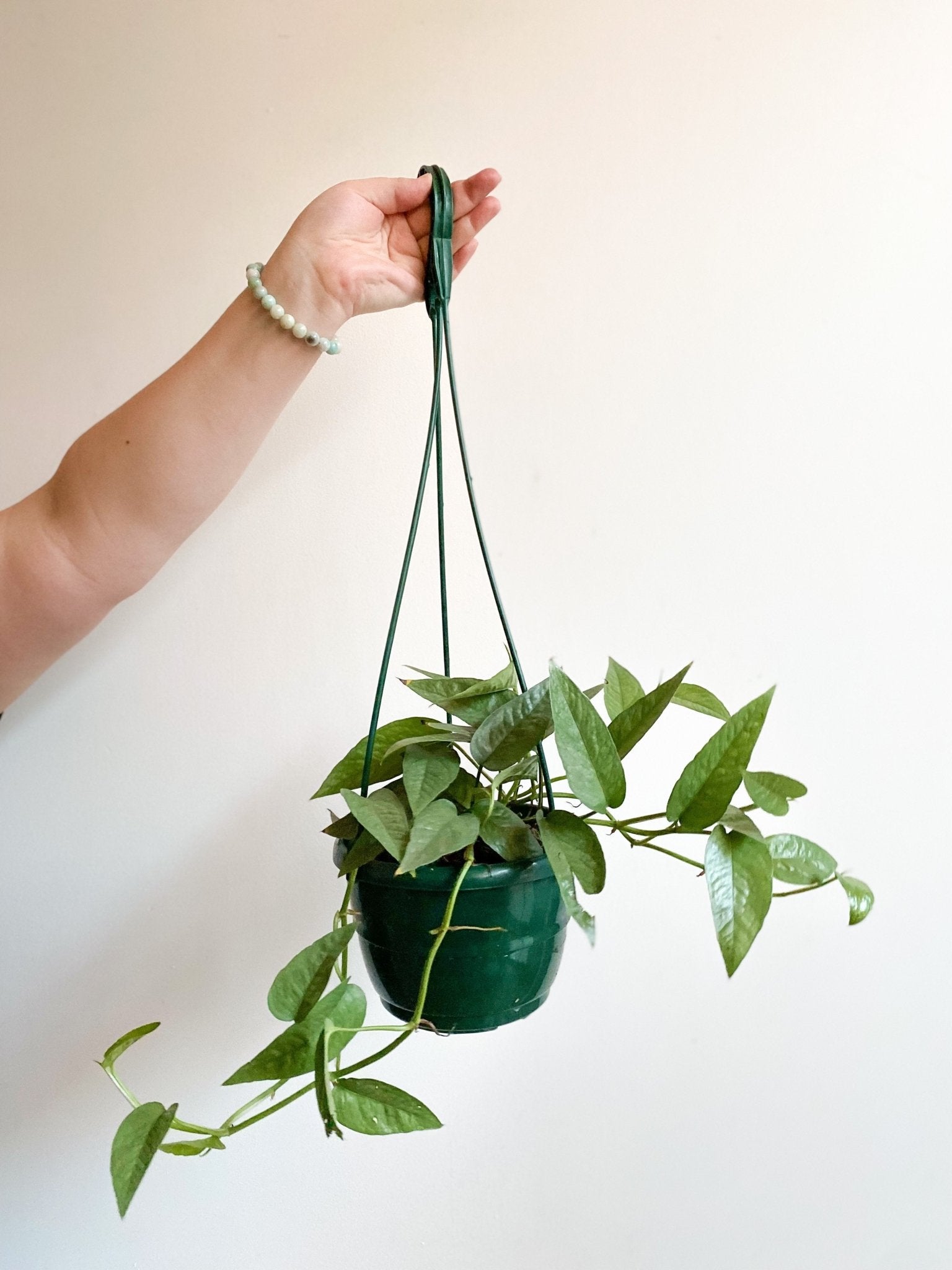 Elvis (Pothos) - Alma Plantes