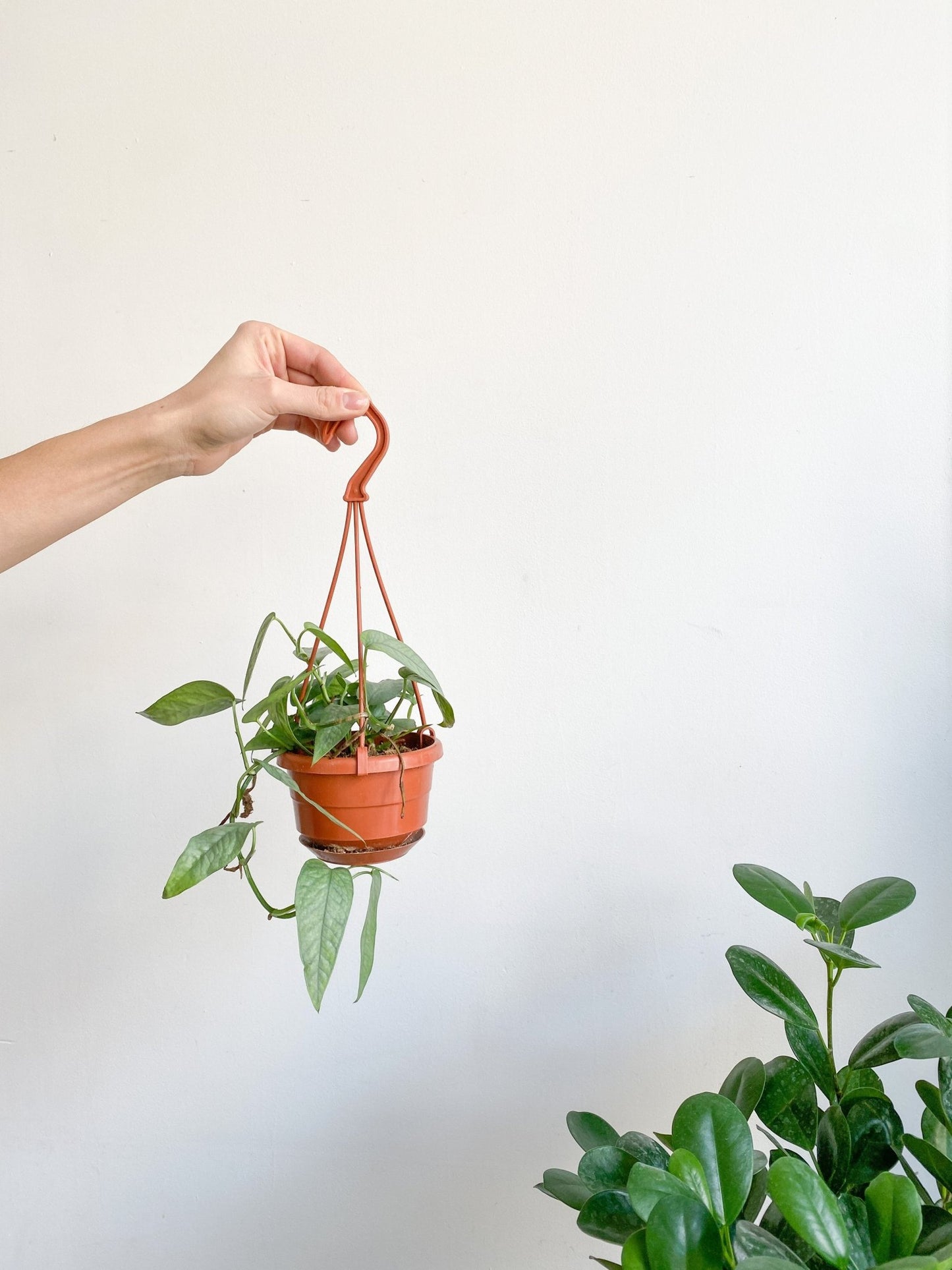 Elvis (Pothos) - Alma Plantes