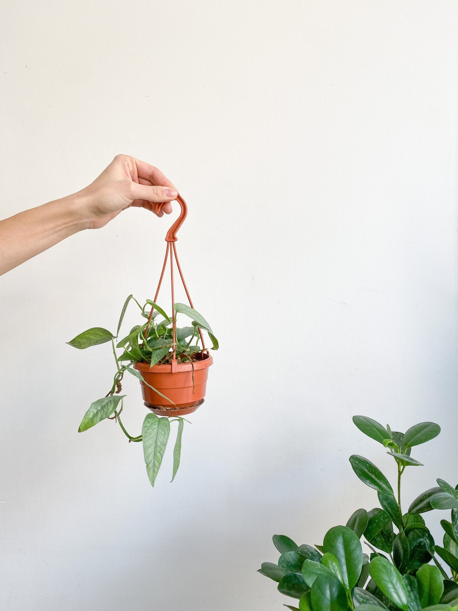 Elvis (Pothos) - Alma Plantes
