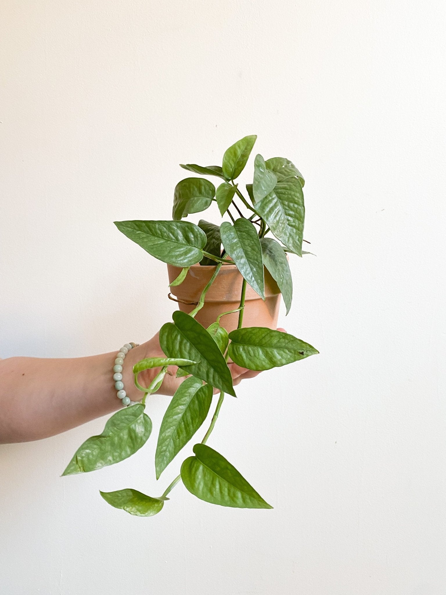 Elvis (Pothos) - Alma Plantes