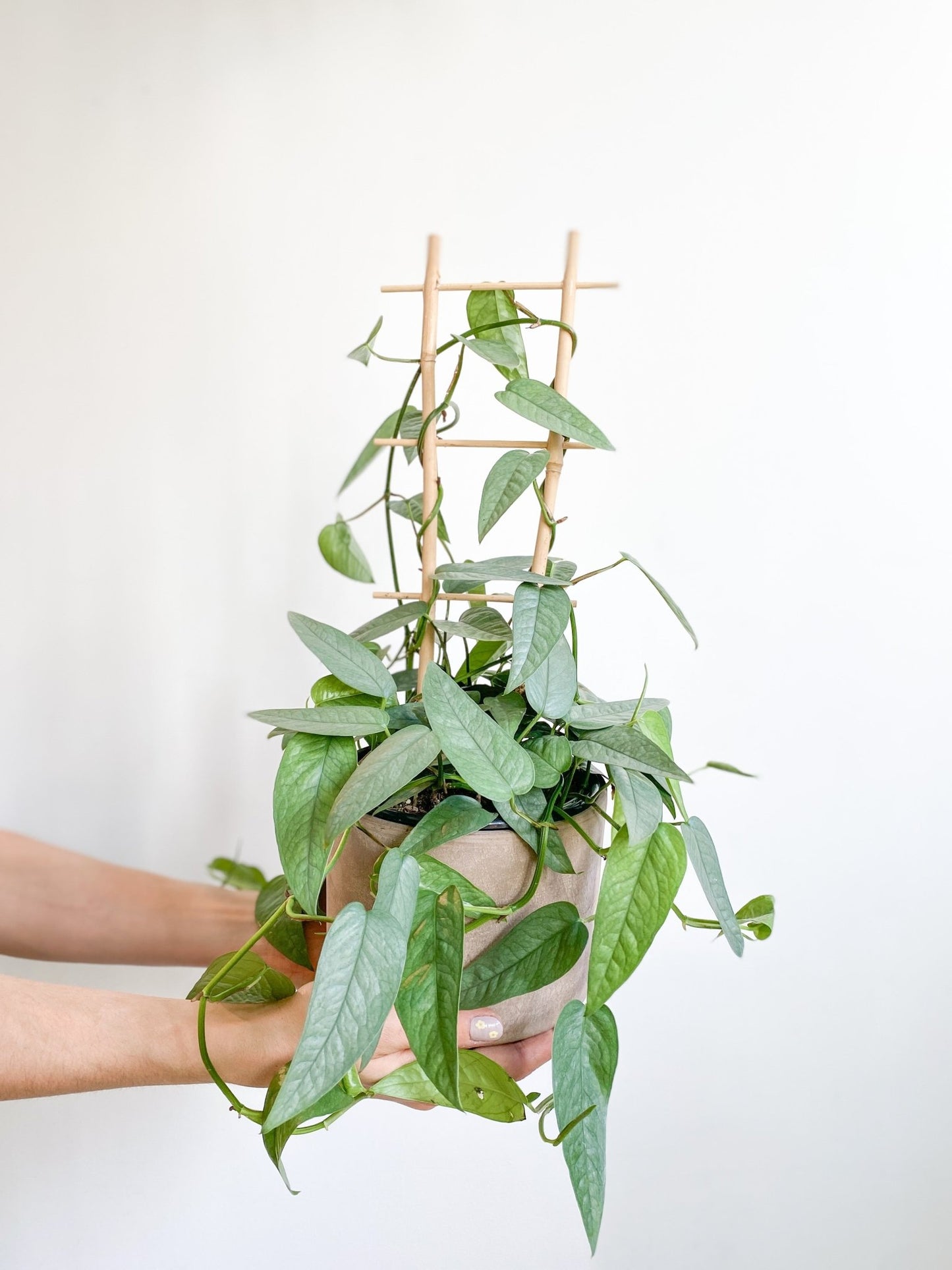 Elvis (Pothos) - Alma Plantes