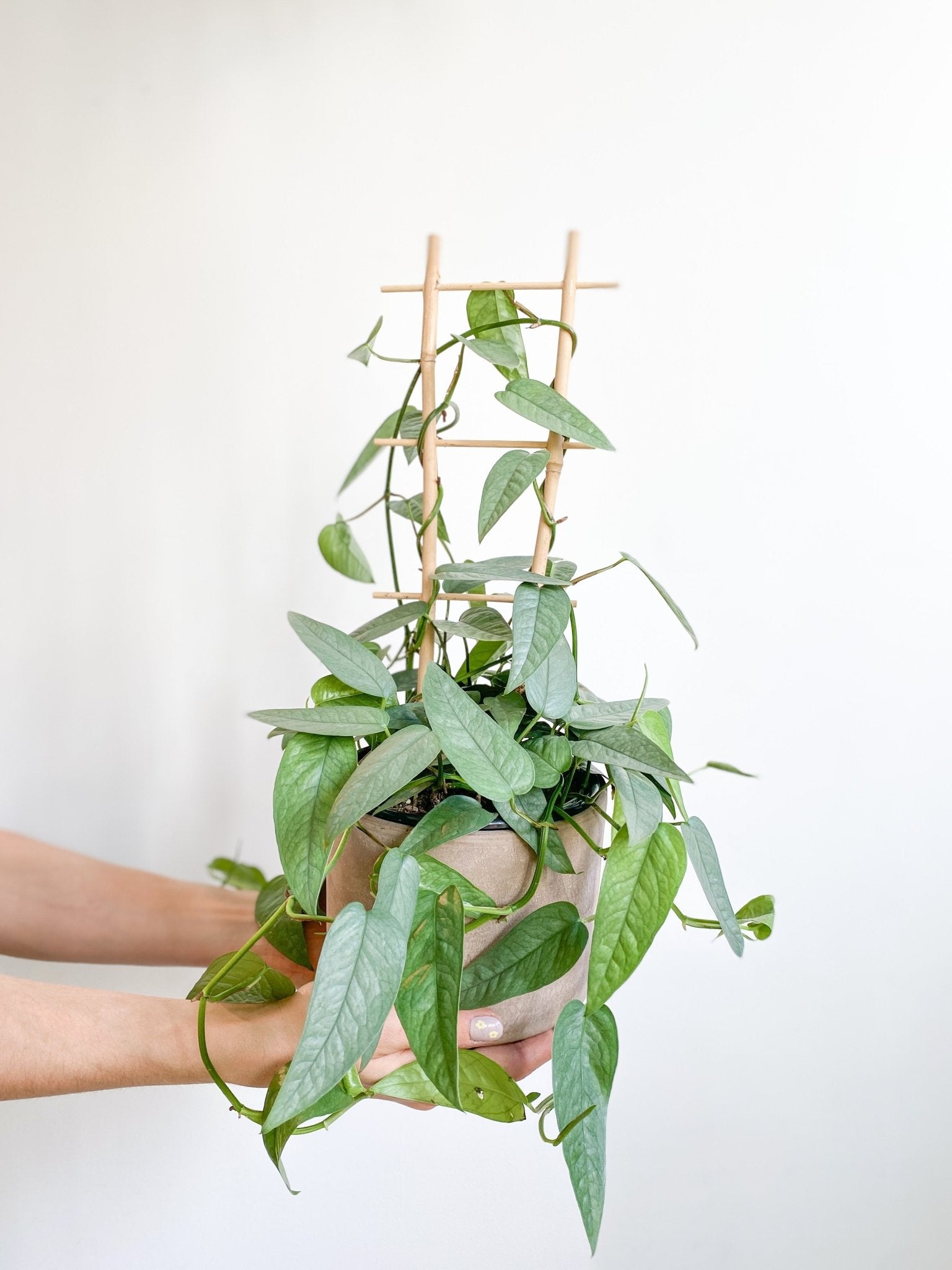 Elvis (Pothos) - Alma Plantes