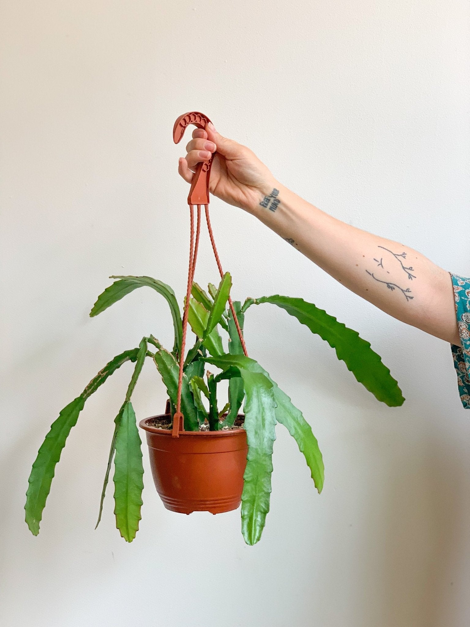 Emy (Epiphyllum) - Alma Plantes