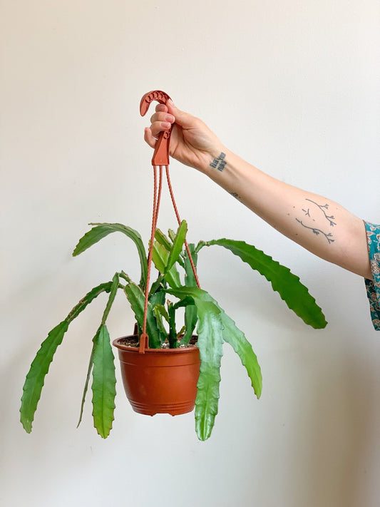 Emy (Epiphyllum) - Alma Plantes