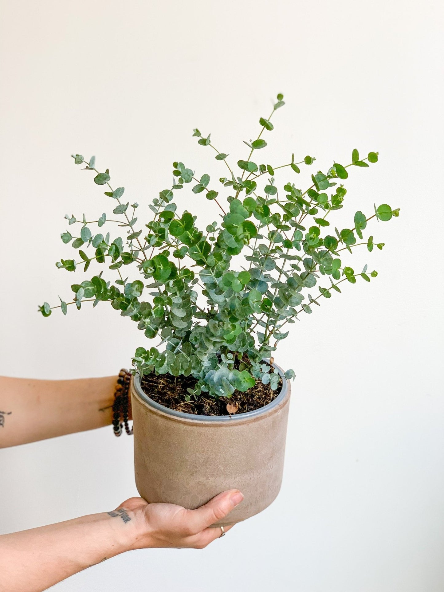 Eucalyptus en pot - Alma Plantes