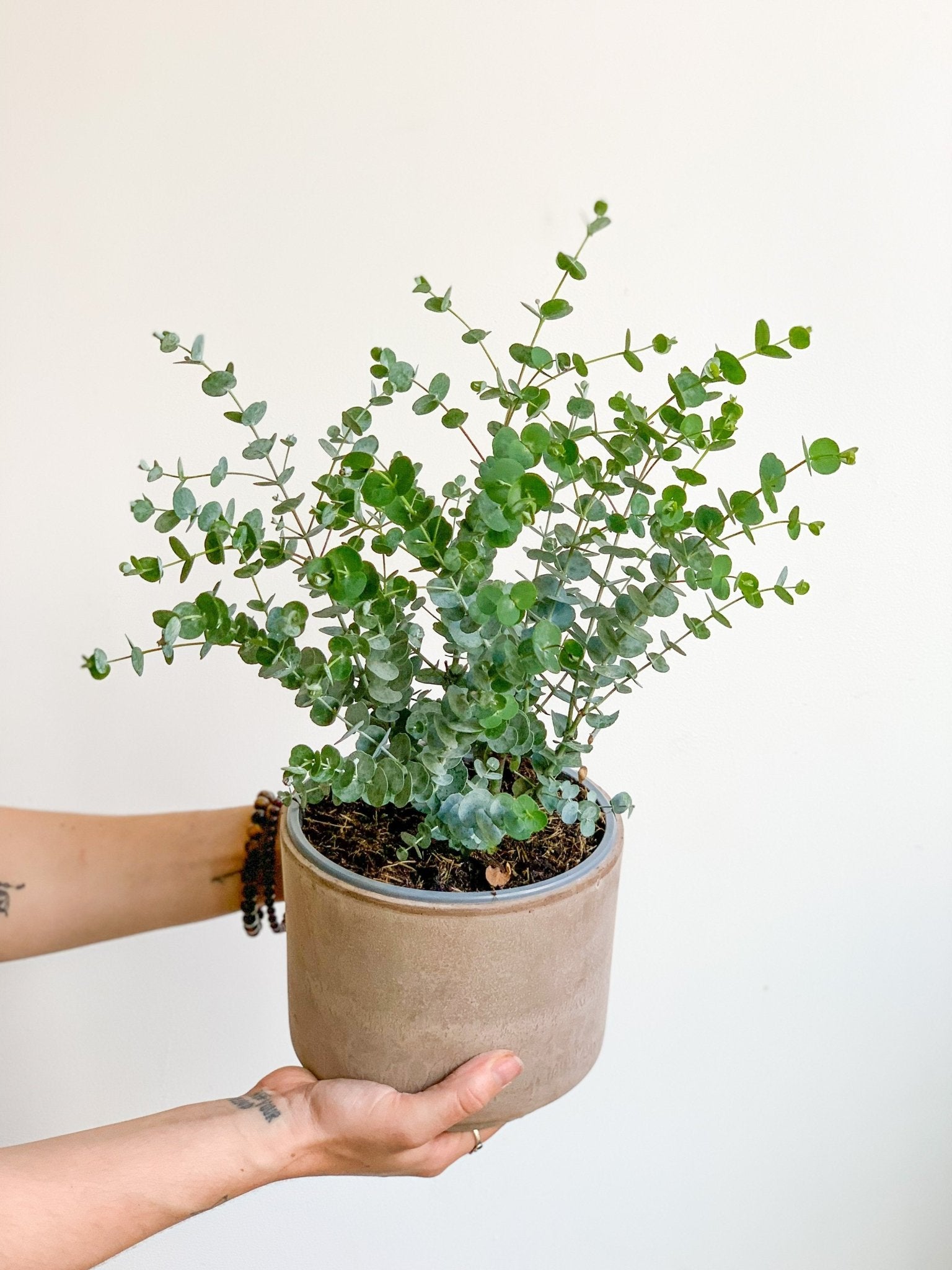 Eucalyptus en pot - Alma Plantes