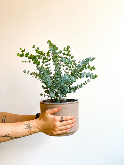 Eucalyptus en pot - Alma Plantes