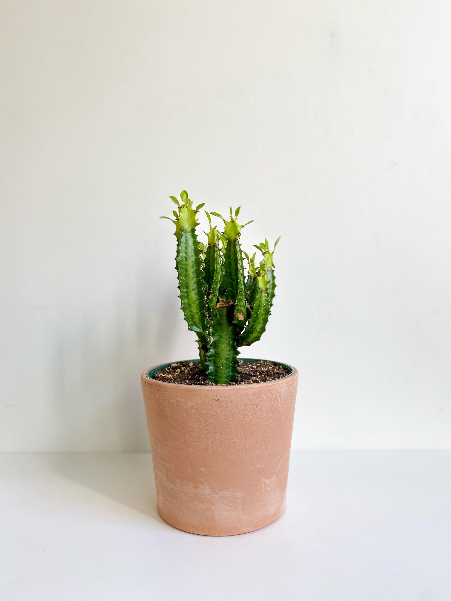 Eugène (Euphorbe) - Alma Plantes