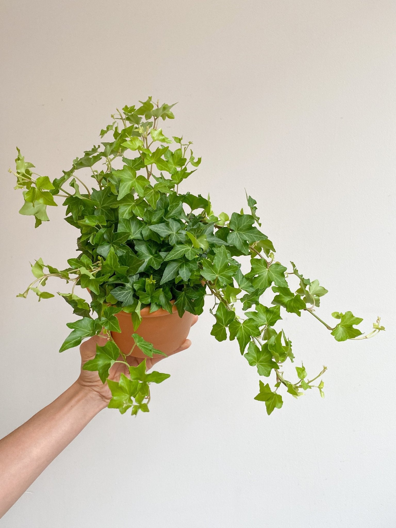 Ève (Lierre) - Alma Plantes