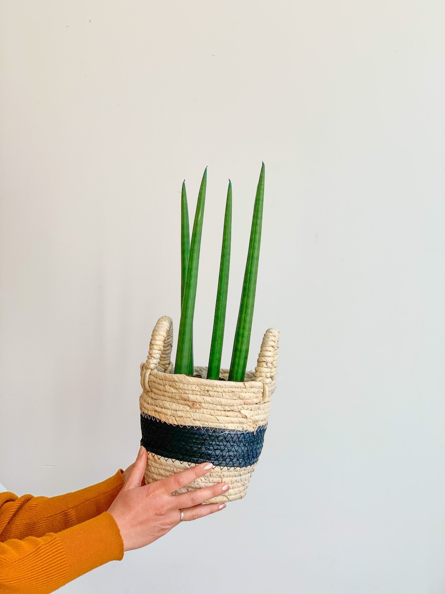 Felicia (Sansevière) - Alma Plantes