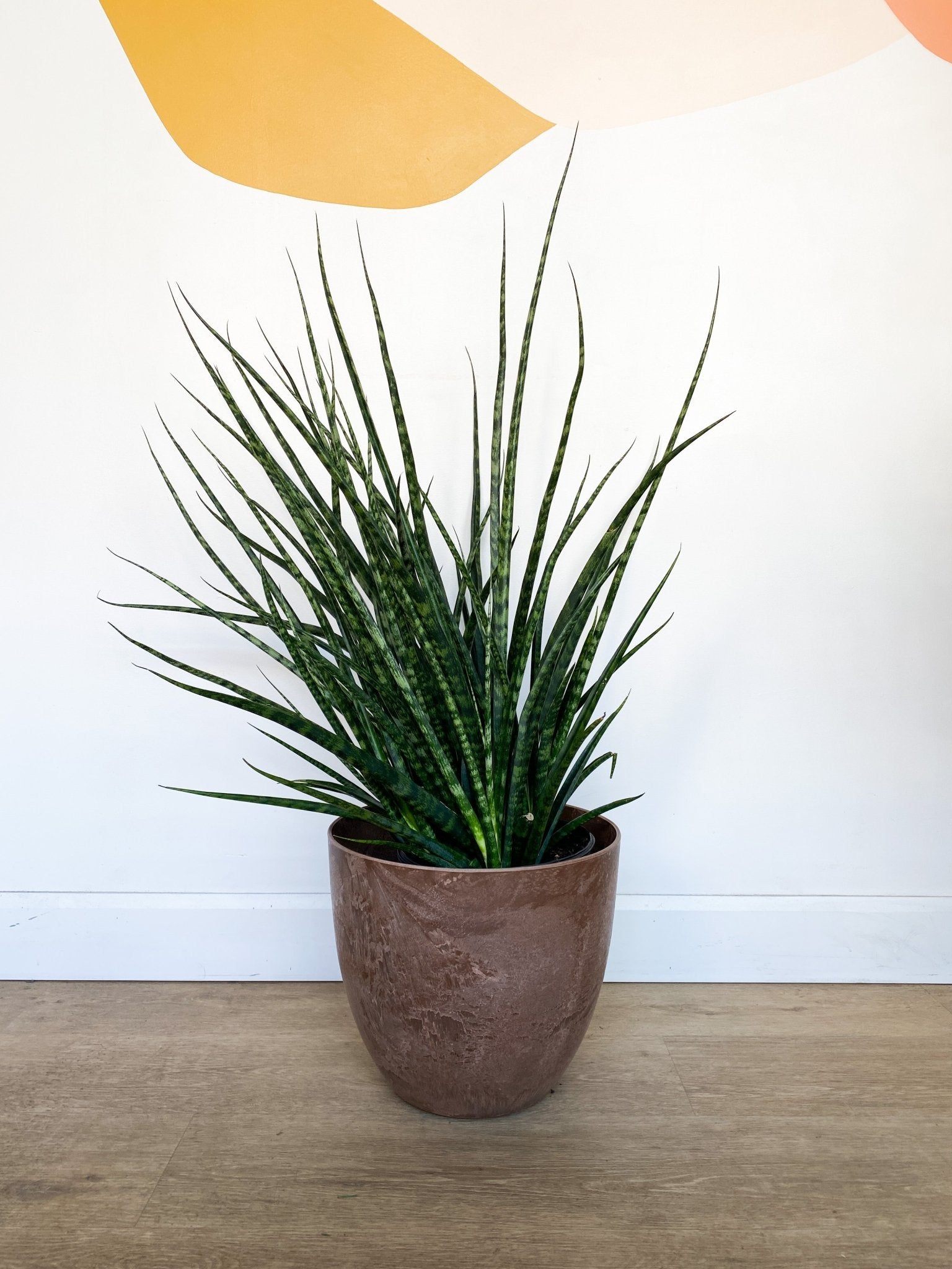 Fernie (Sansevière) - Alma Plantes