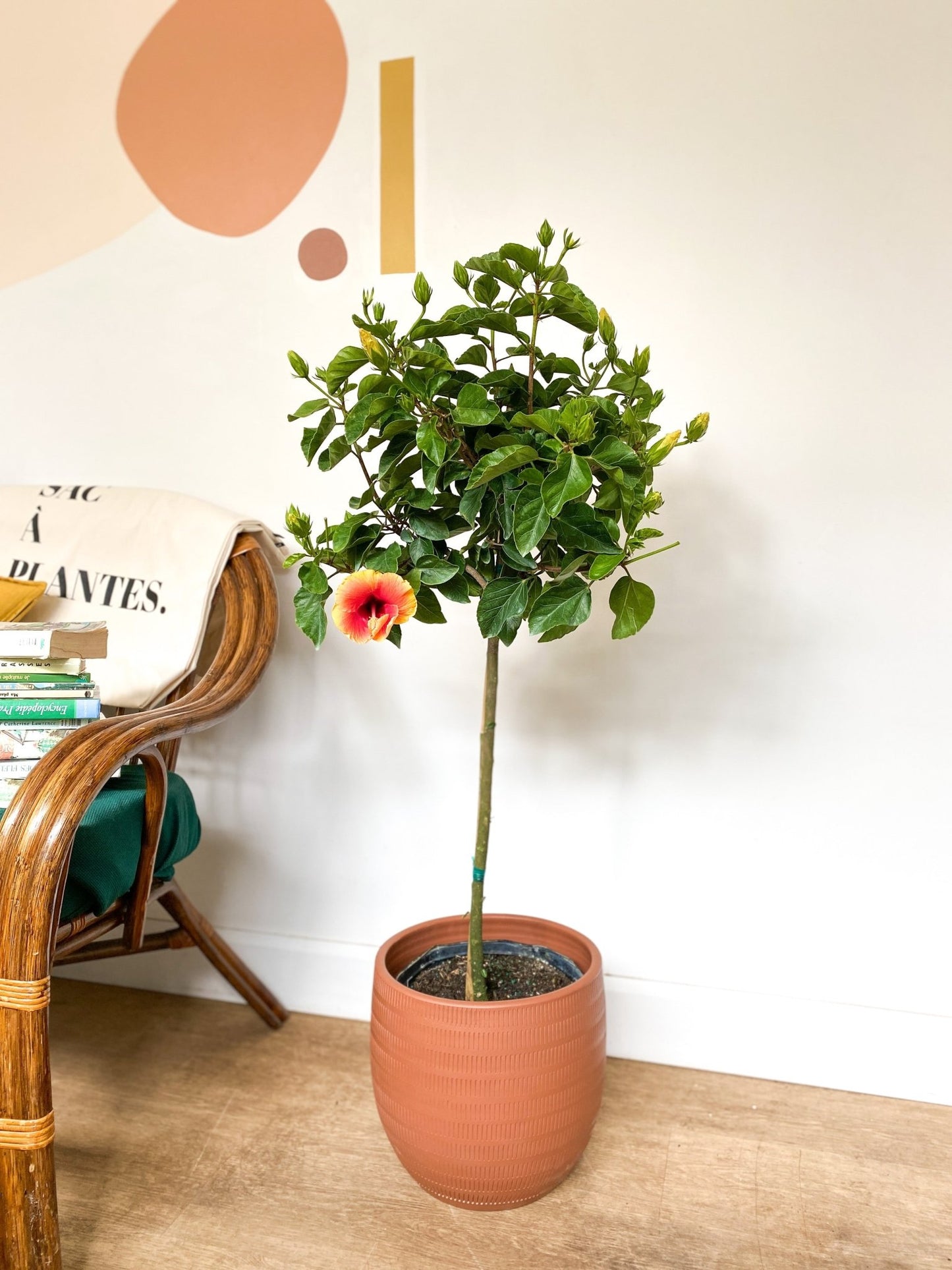 Fiesta (Hibiscus) - Alma Plantes