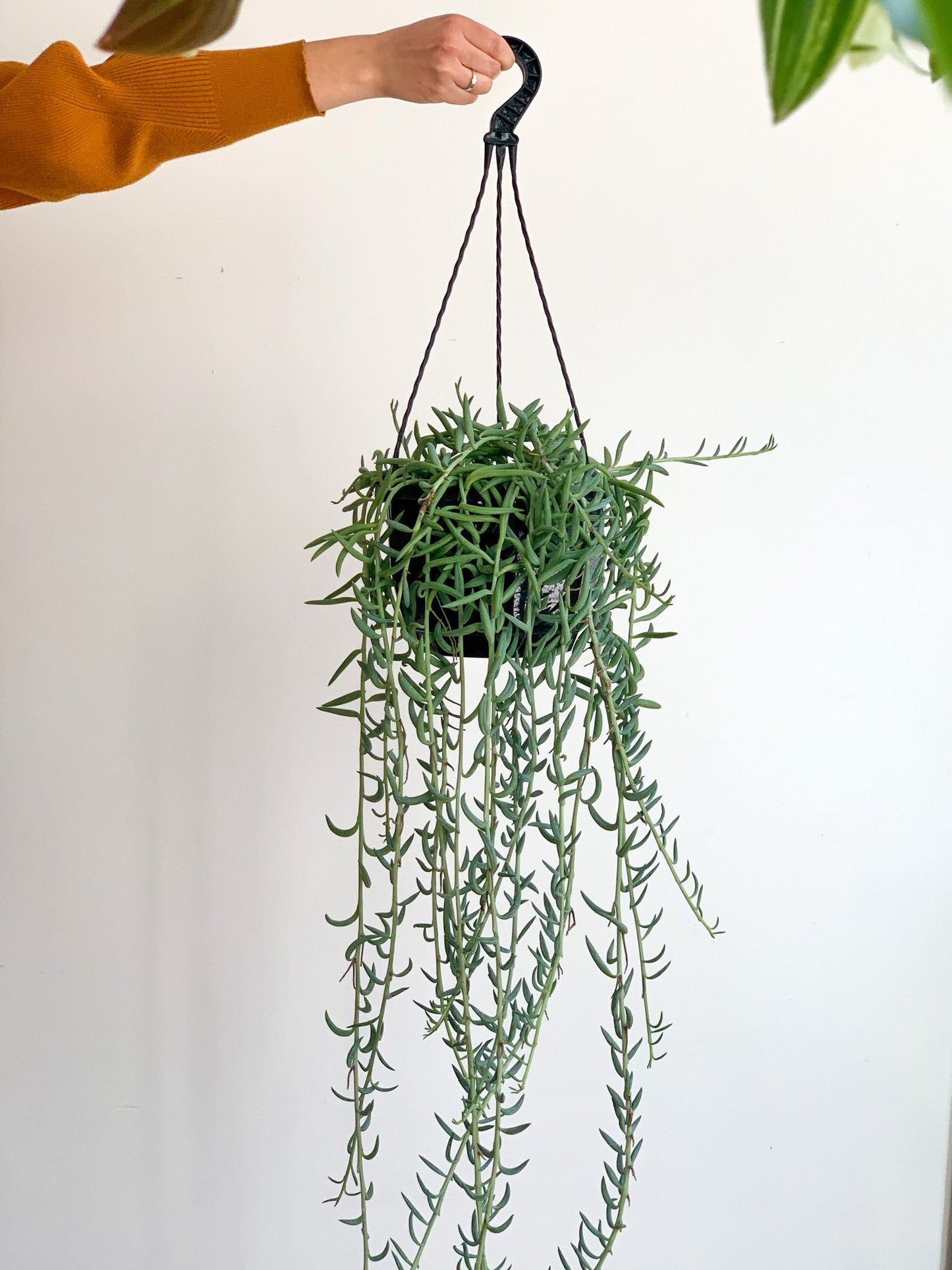 Fishy (Senecio) - Alma Plantes