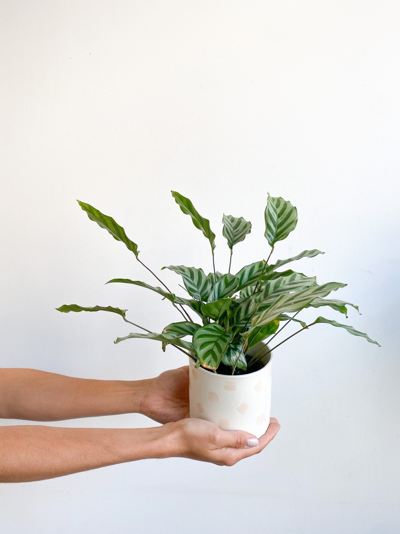 Freddie (Calathea) - Alma Plantes