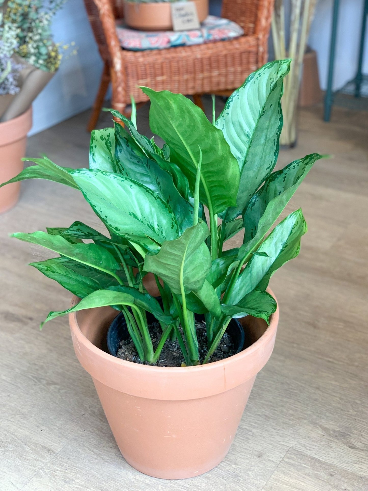 Freeman (Aglaonema) - Alma Plantes