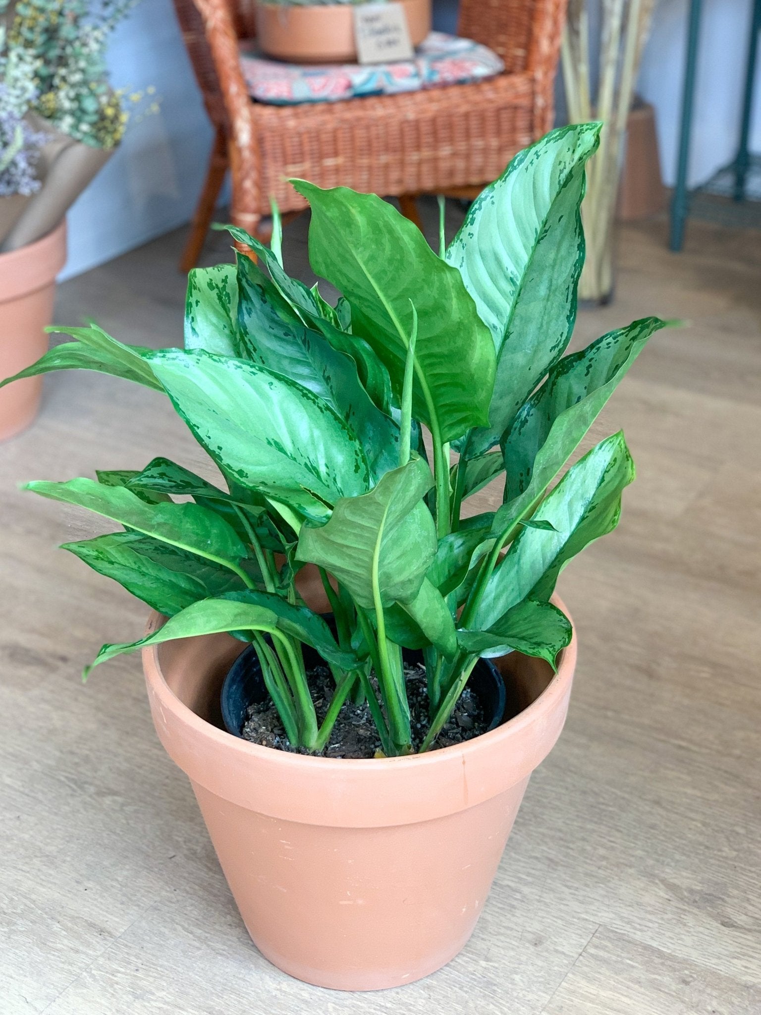 Freeman (Aglaonema) - Alma Plantes