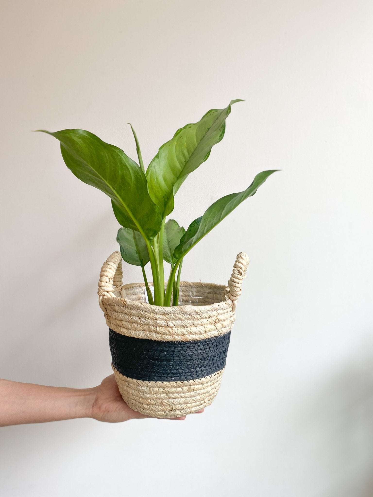 Freeman (Aglaonema) - Alma Plantes