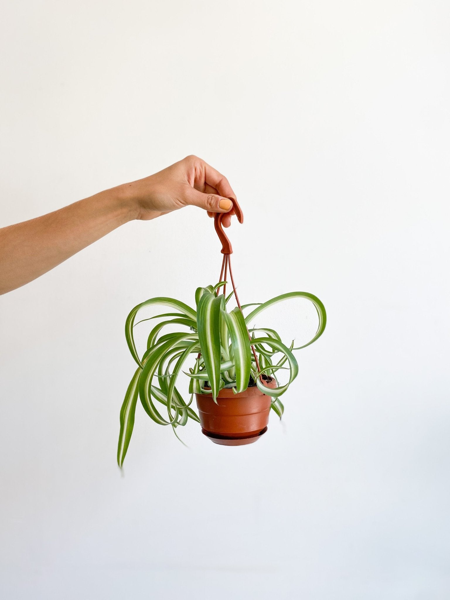 Frisette (Chlorophytum) - Alma Plantes