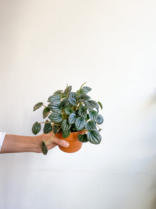 Frosty (Peperomia) - Alma Plantes
