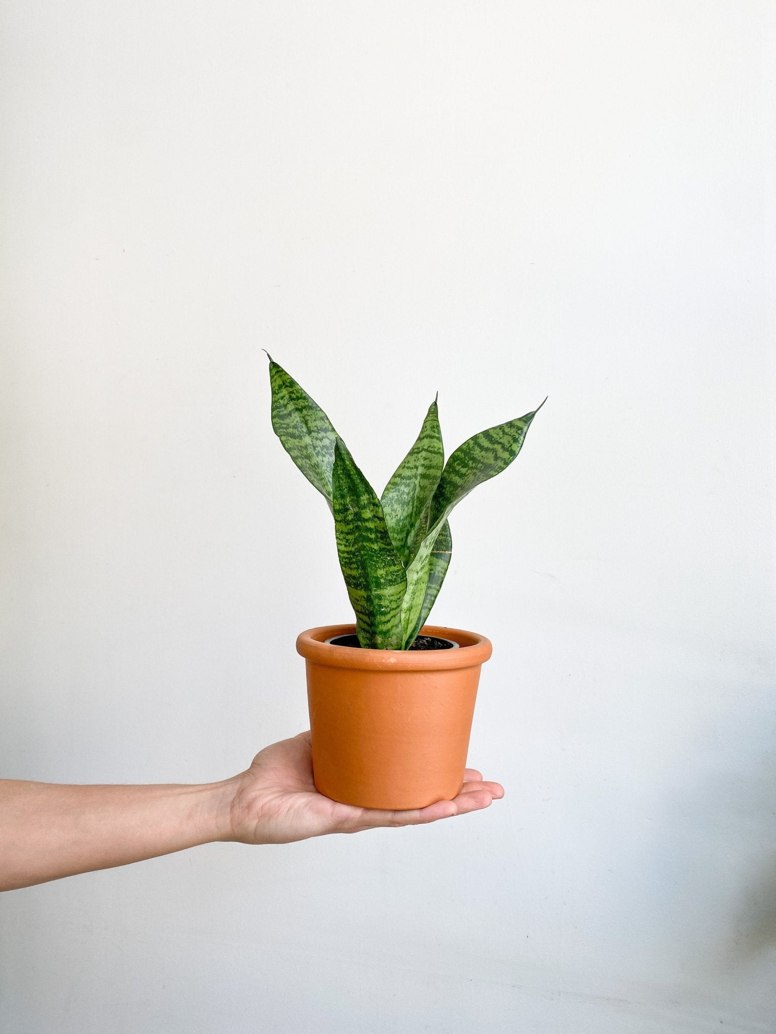 Futura (Sansevière) - Alma Plantes