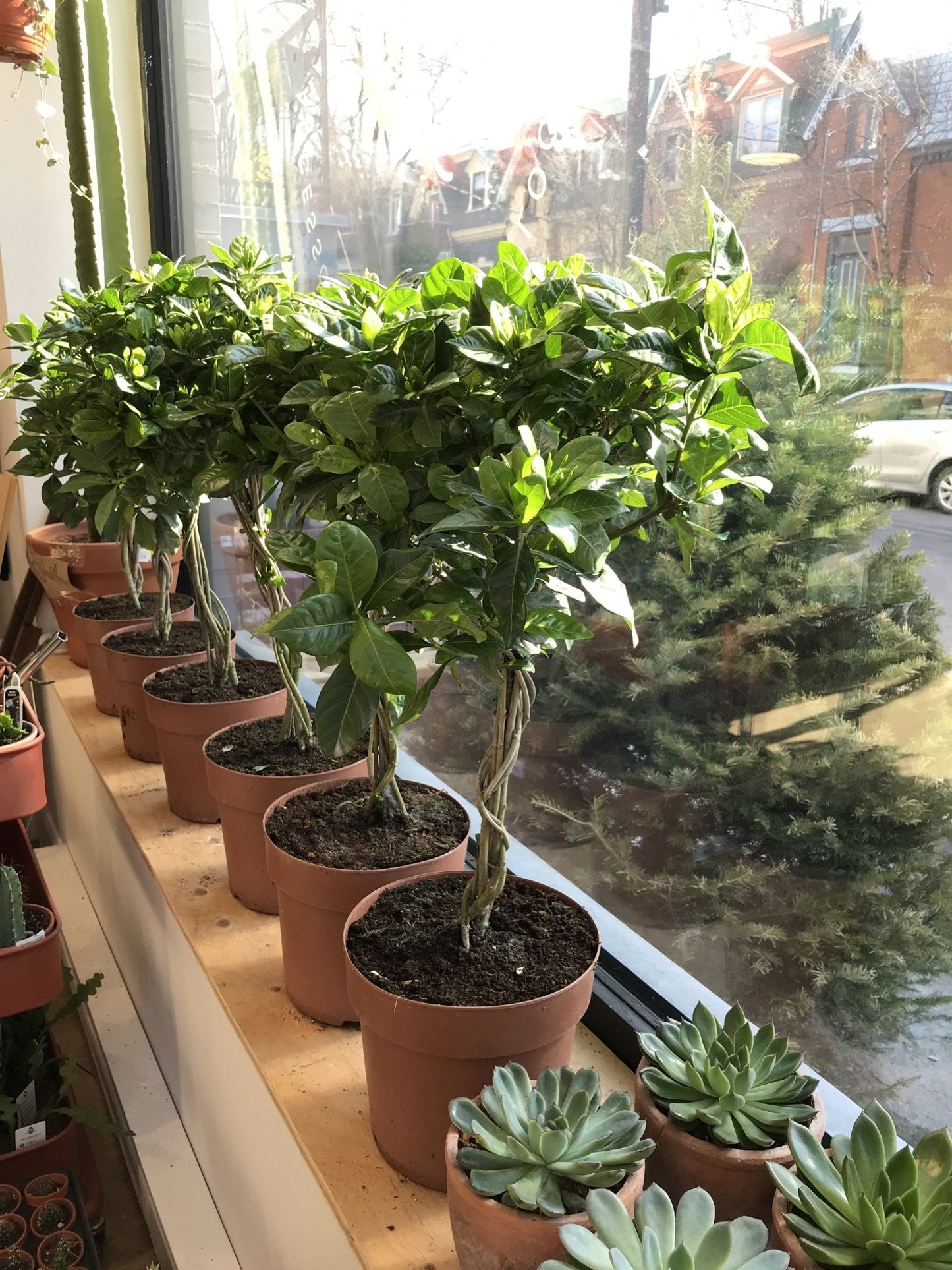 Gaston (Gardenia) - Alma Plantes