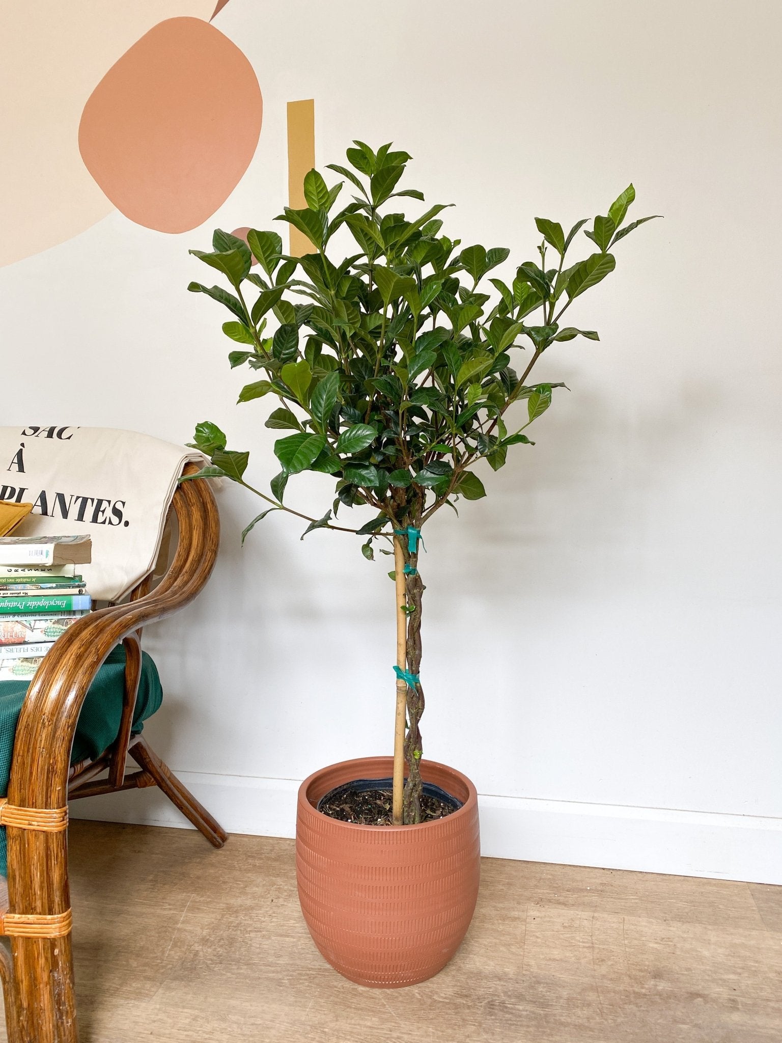 Gaston (Gardenia) - Alma Plantes