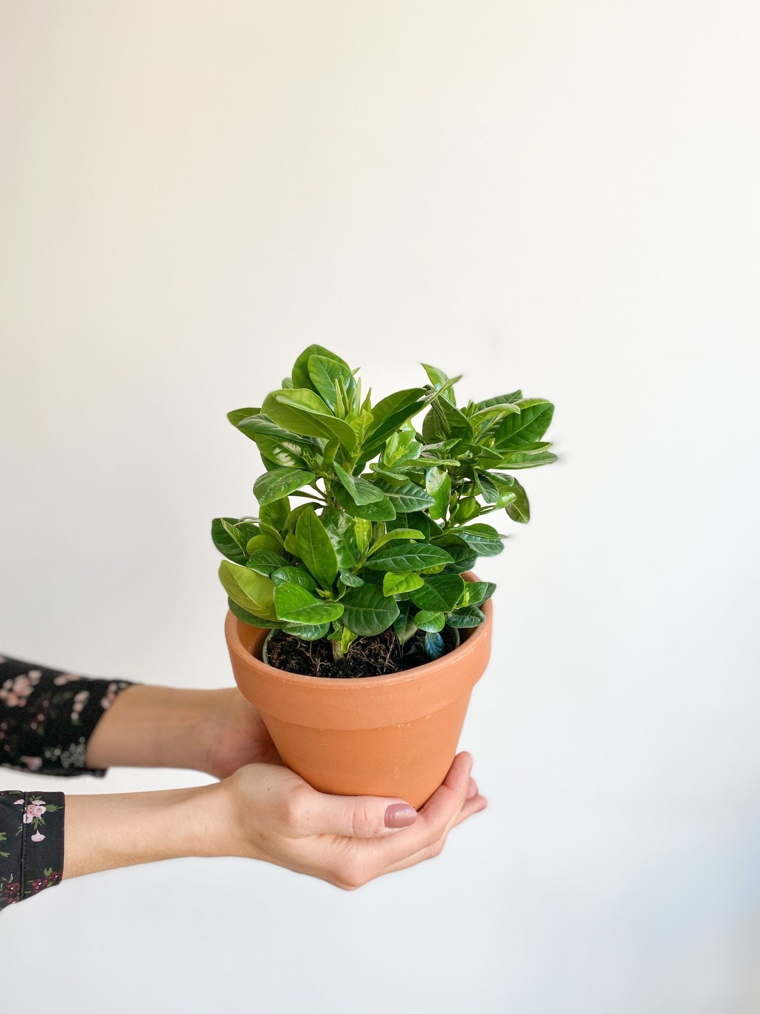 Gaston (Gardenia) - Alma Plantes