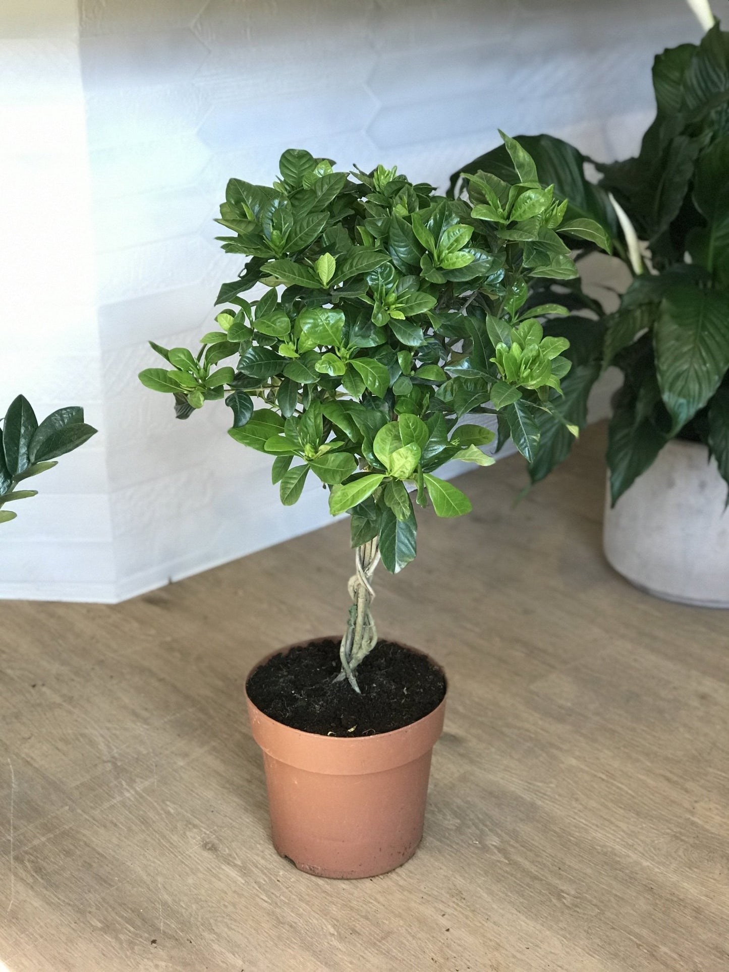 Gaston (Gardenia) - Alma Plantes