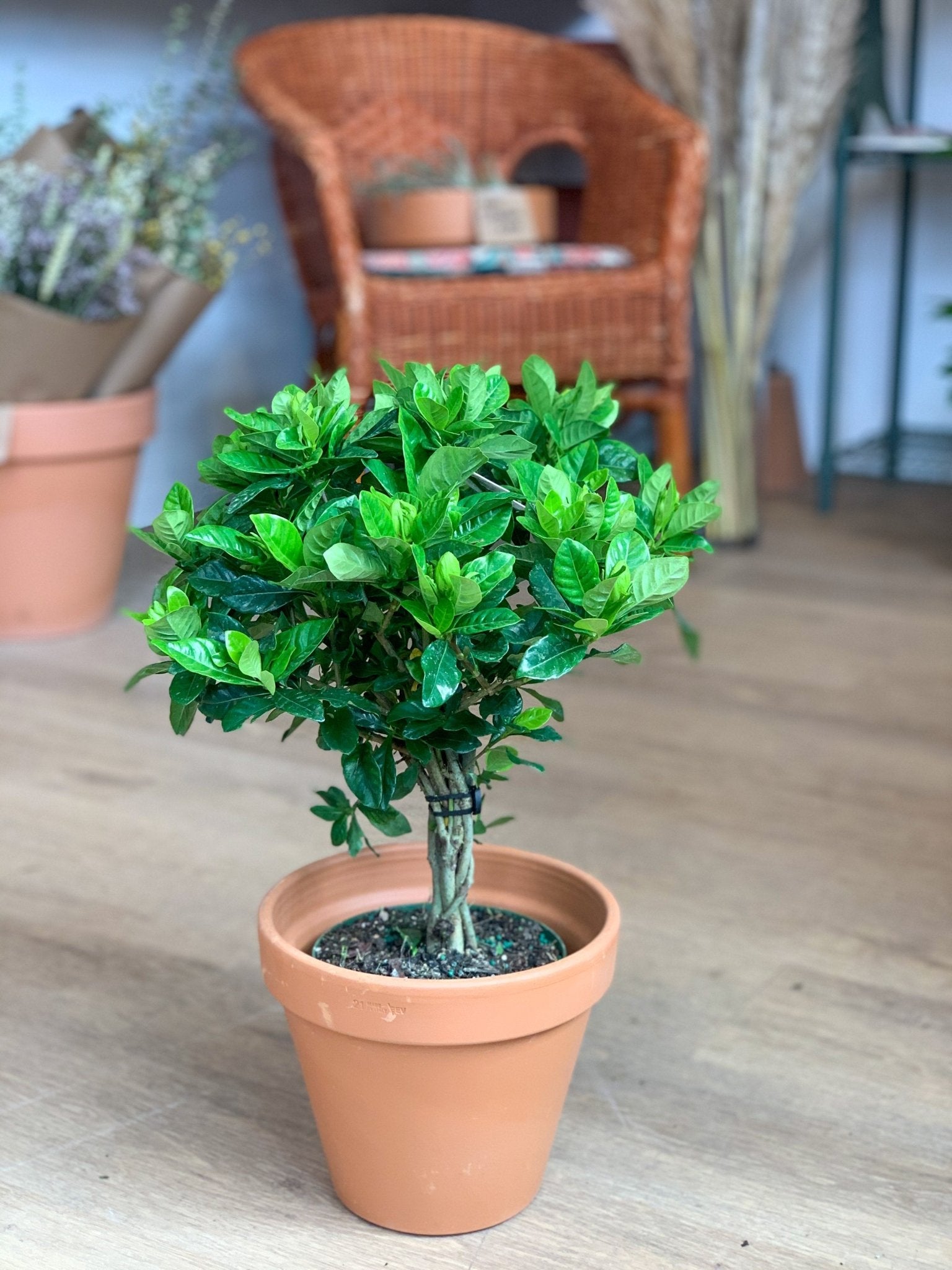 Gaston (Gardenia) - Alma Plantes