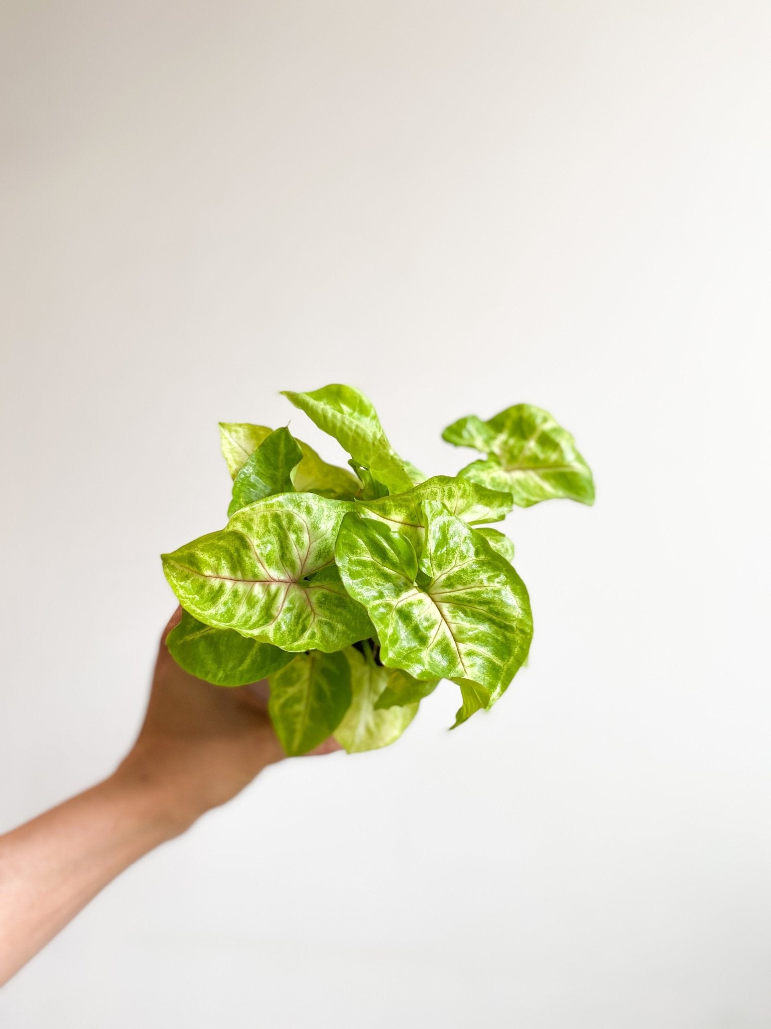 Geneviève (Syngonium) - Alma Plantes