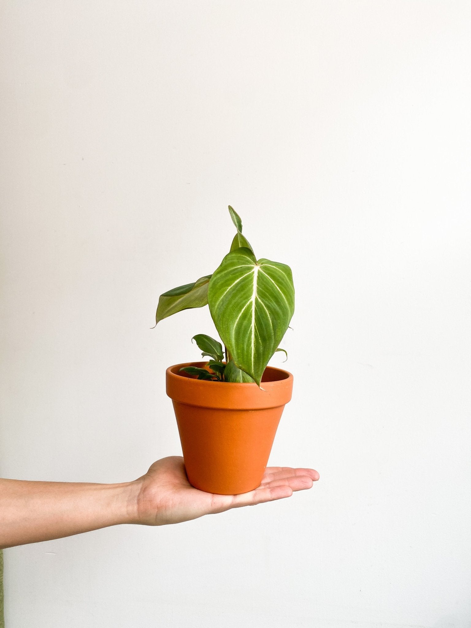 Gloriosum (Philodendron) - Alma Plantes