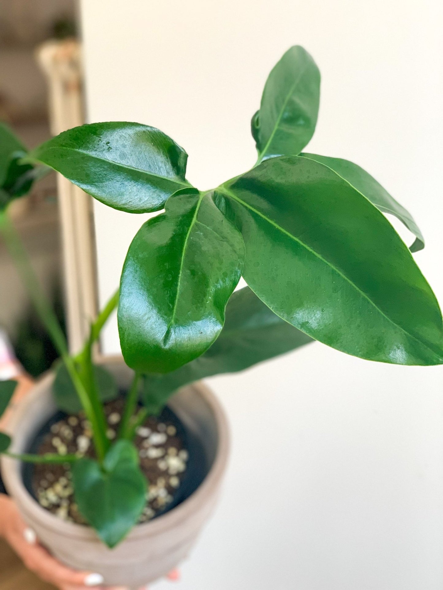 Goldie (Philodendron) - Alma Plantes