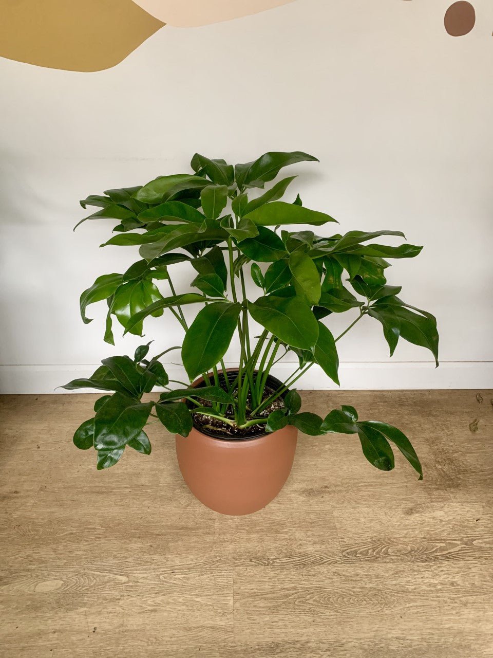 Goldie (Philodendron) - Alma Plantes