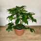 Goldie (Philodendron)