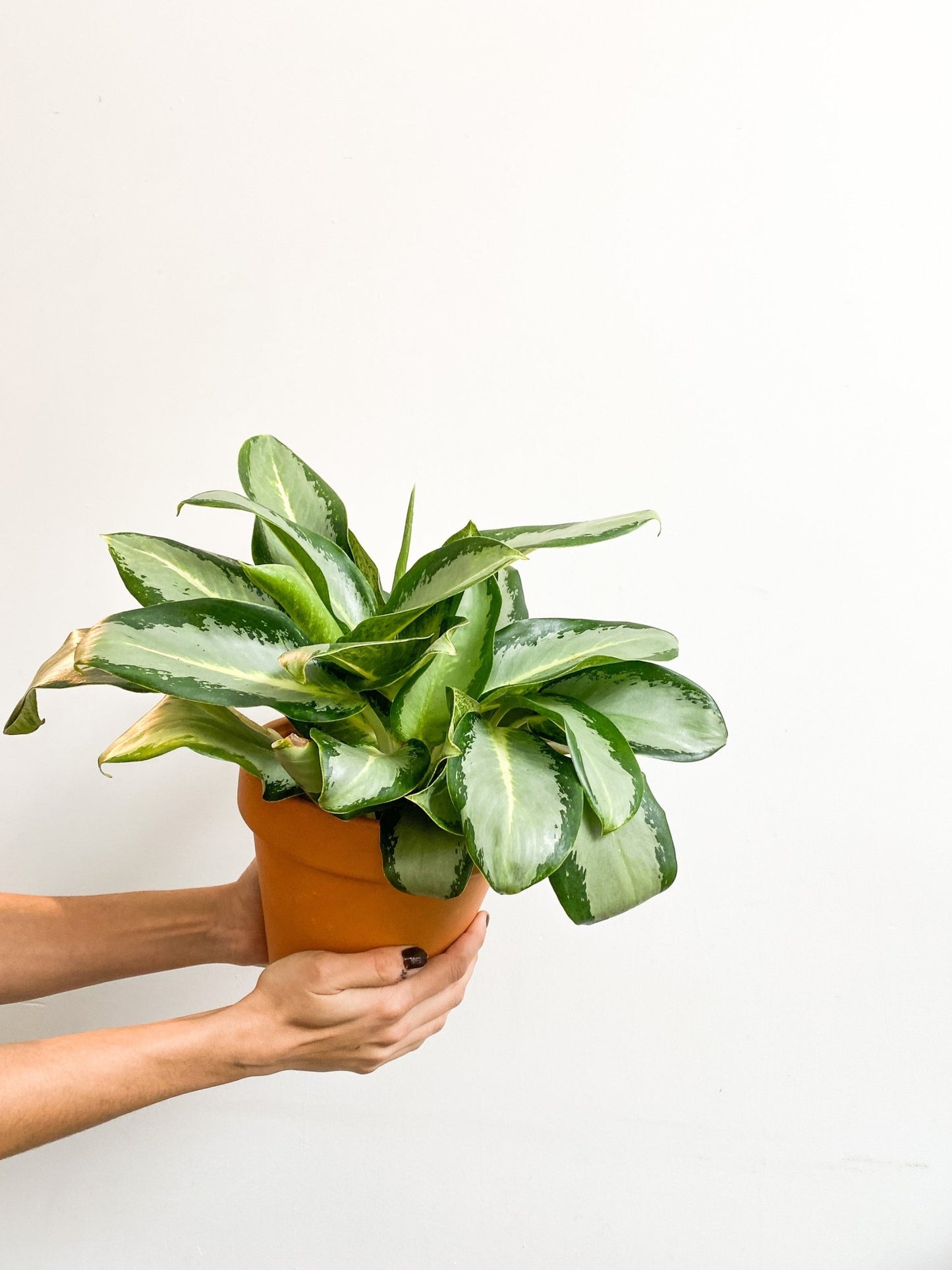 Greta (Aglaonema) - Alma Plantes