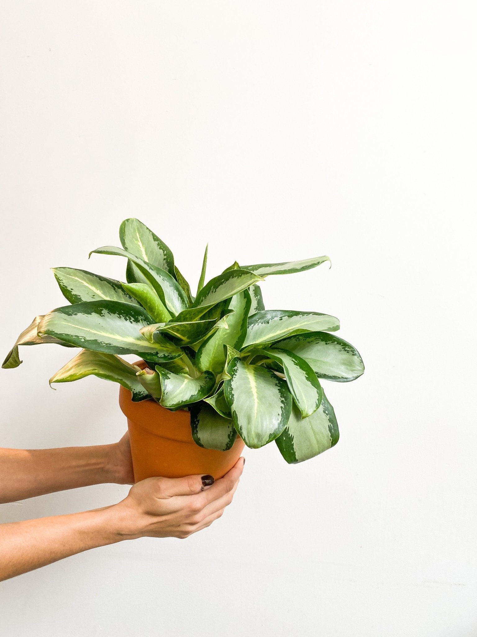 Greta (Aglaonema) - Alma Plantes