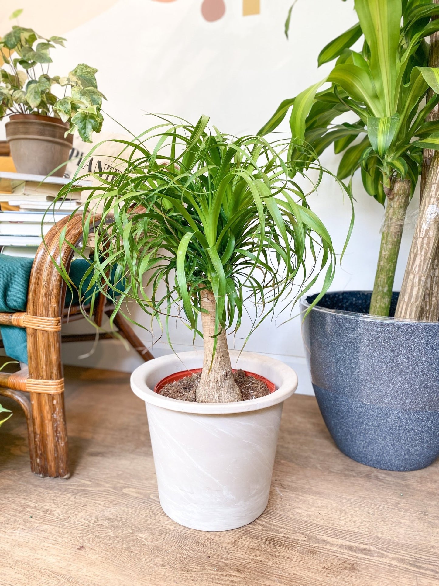 Guatemala (Beaucarnea) - Alma Plantes