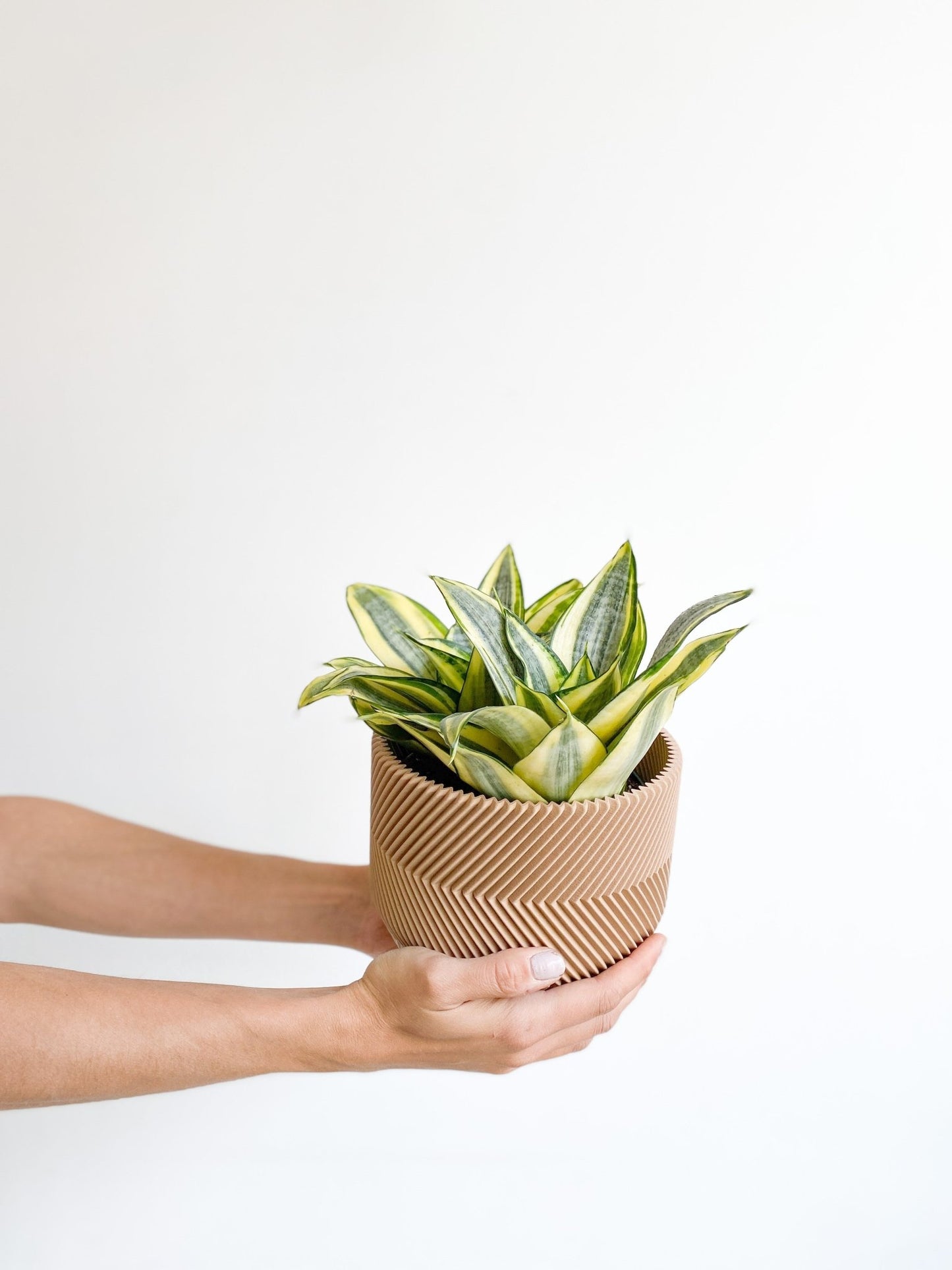 Hahnii (Sansevière) - Alma Plantes