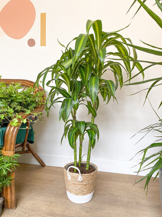 Hallie (Dracaena) - Alma Plantes