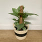 Hassim (Philodendron)
