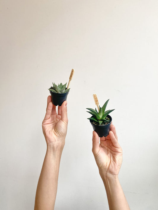 Haworthia assorties - Alma Plantes
