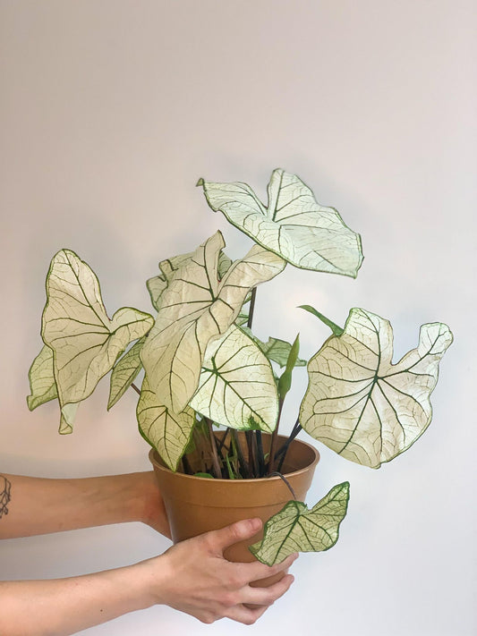Henri (Caladium) - Alma Plantes