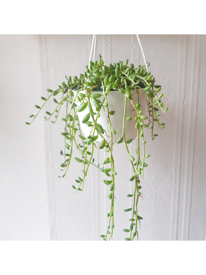 Hervé (Senecio) - Alma Plantes