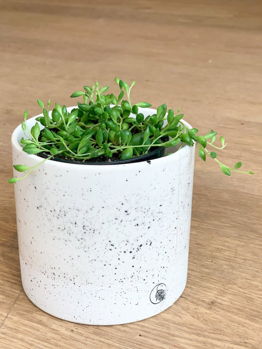 Hervé (Senecio) - Alma Plantes