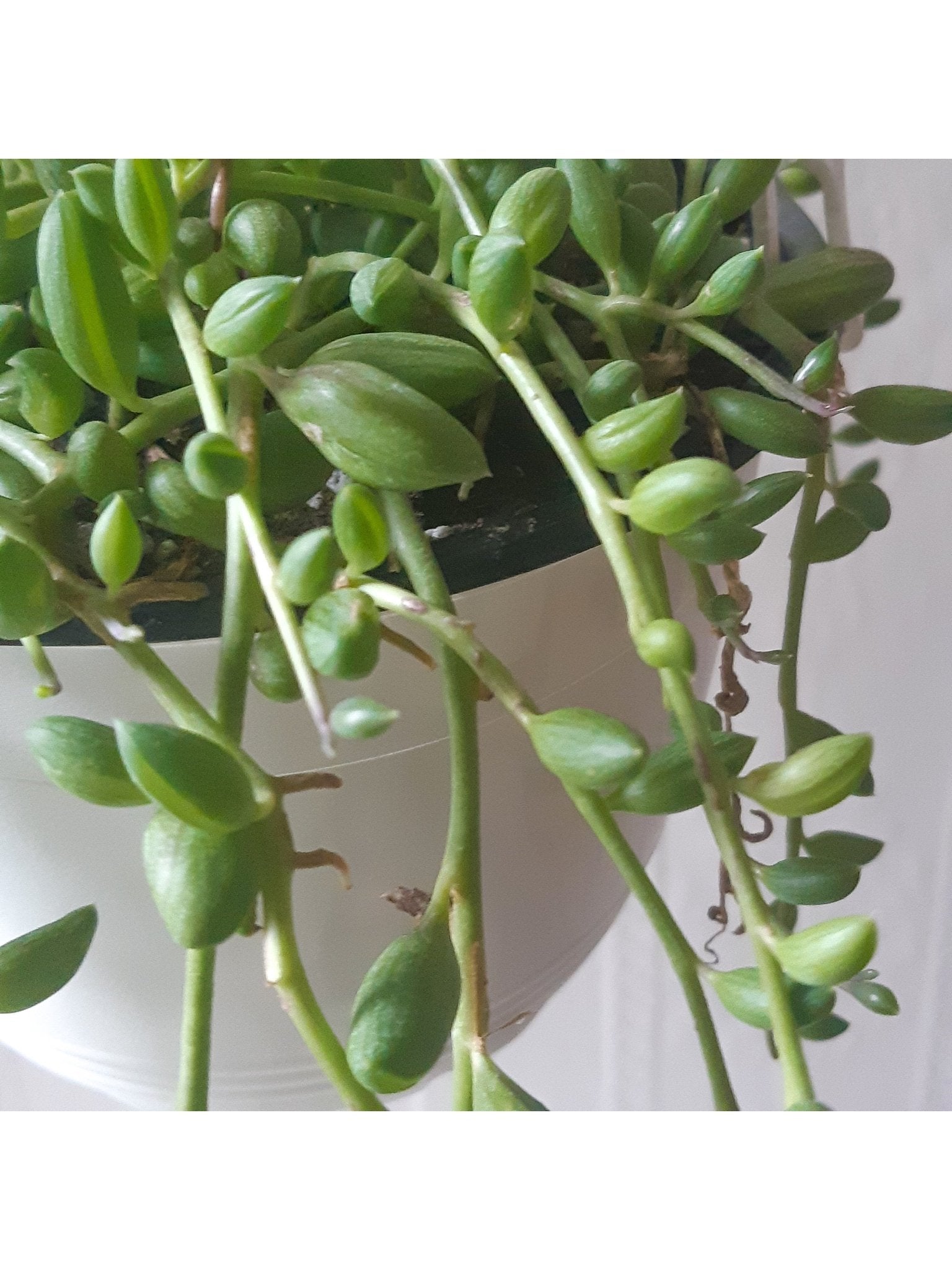 Hervé (Senecio) - Alma Plantes